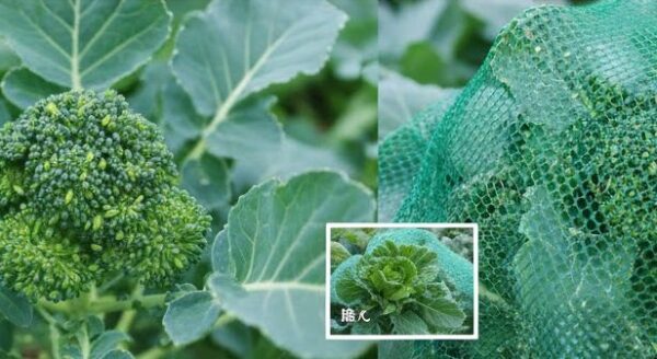 害虫対策にネットを被せる